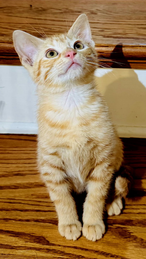 KITTEN BLITZEN