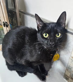 KITTEN MAIZEY - Domestic Short Hair available for adoption