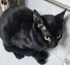 KITTEN MAIZEY - Photo 2