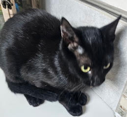 KITTEN MAIZEY - Domestic Short Hair available for adoption