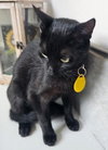 KITTEN MAIZEY - Photo 3
