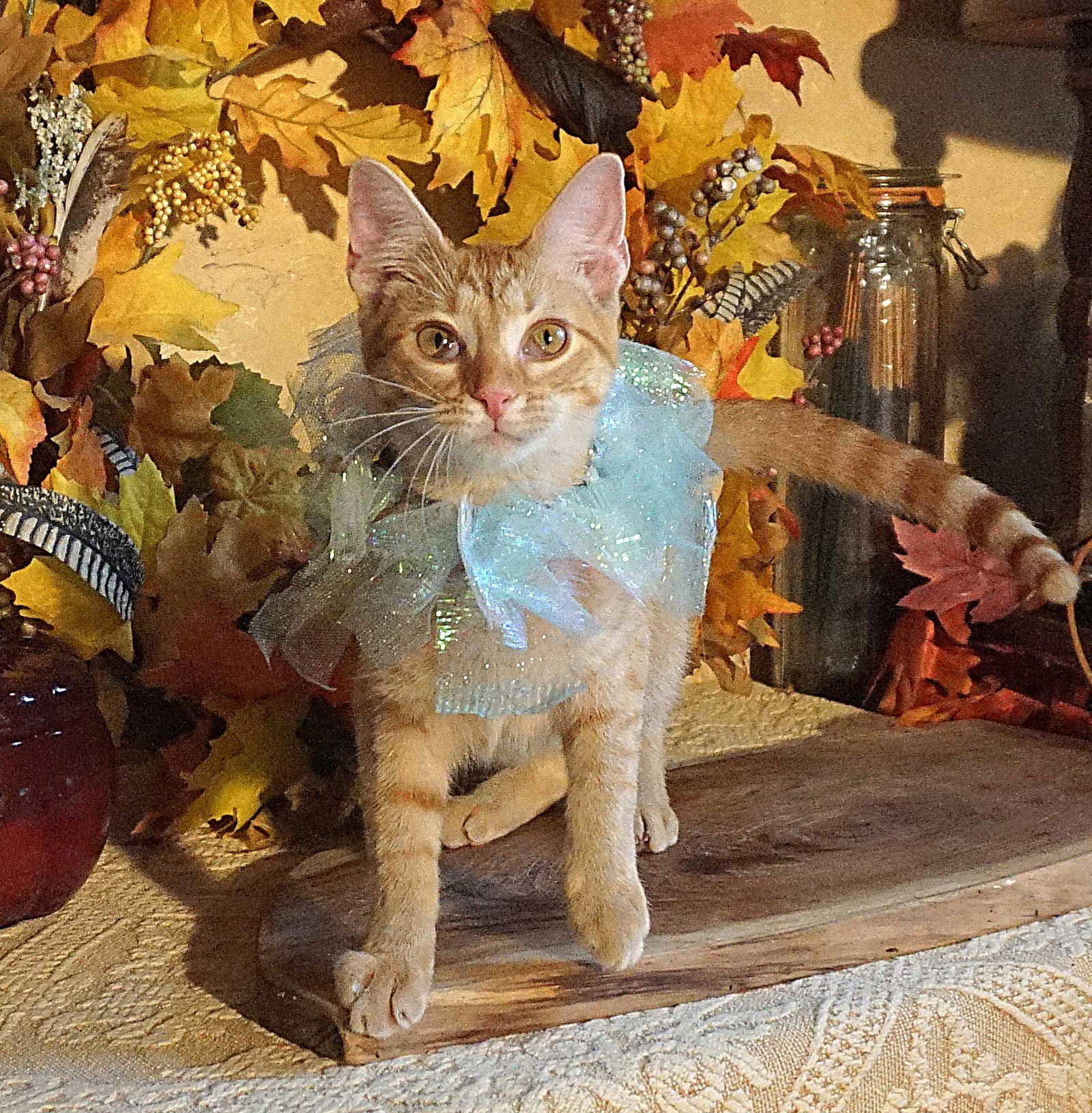 KITTEN POLLYWOG