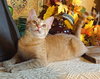 KITTEN POLLYWOG - Photo 4