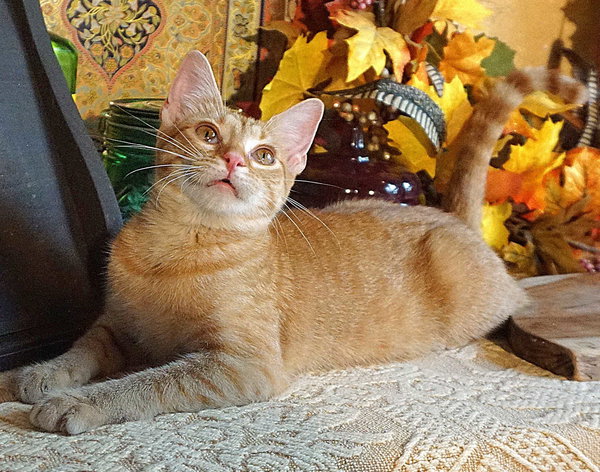 KITTEN POLLYWOG