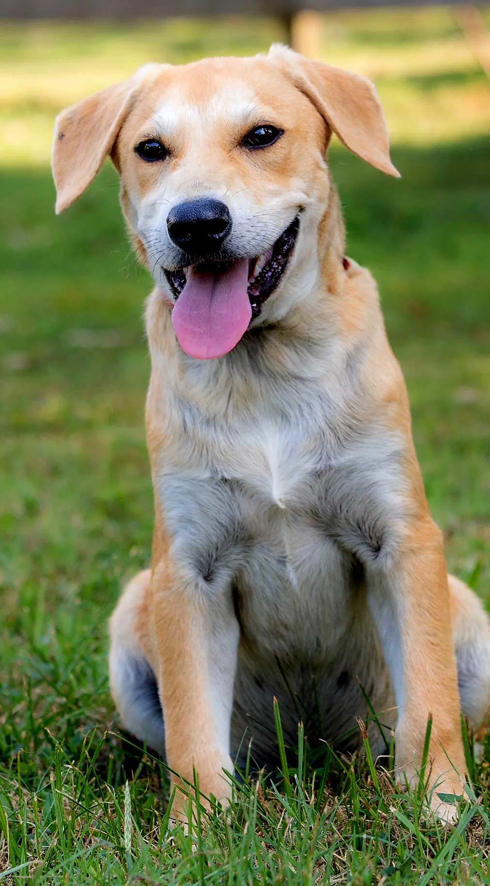 Puppy Gabriel - Yellow Labrador Retriever