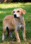 PUPPY GABRIEL - Photo 2