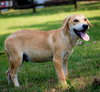 PUPPY GABRIEL - Photo 3