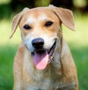 PUPPY GABRIEL - Photo 4