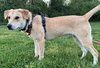 PUPPY GABRIEL - Photo 4