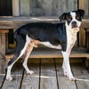 OTIS - Photo 2