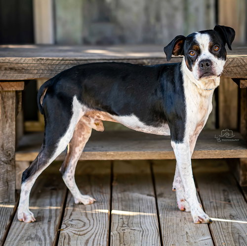 OTIS - Boston Terrier available for adoption