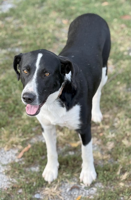 BEAUREGARD IS BEAUTIFUL - Labrador Retriever / Hound available for adoption