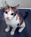 SHILOH - Photo 2