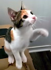 SHILOH - Photo 3