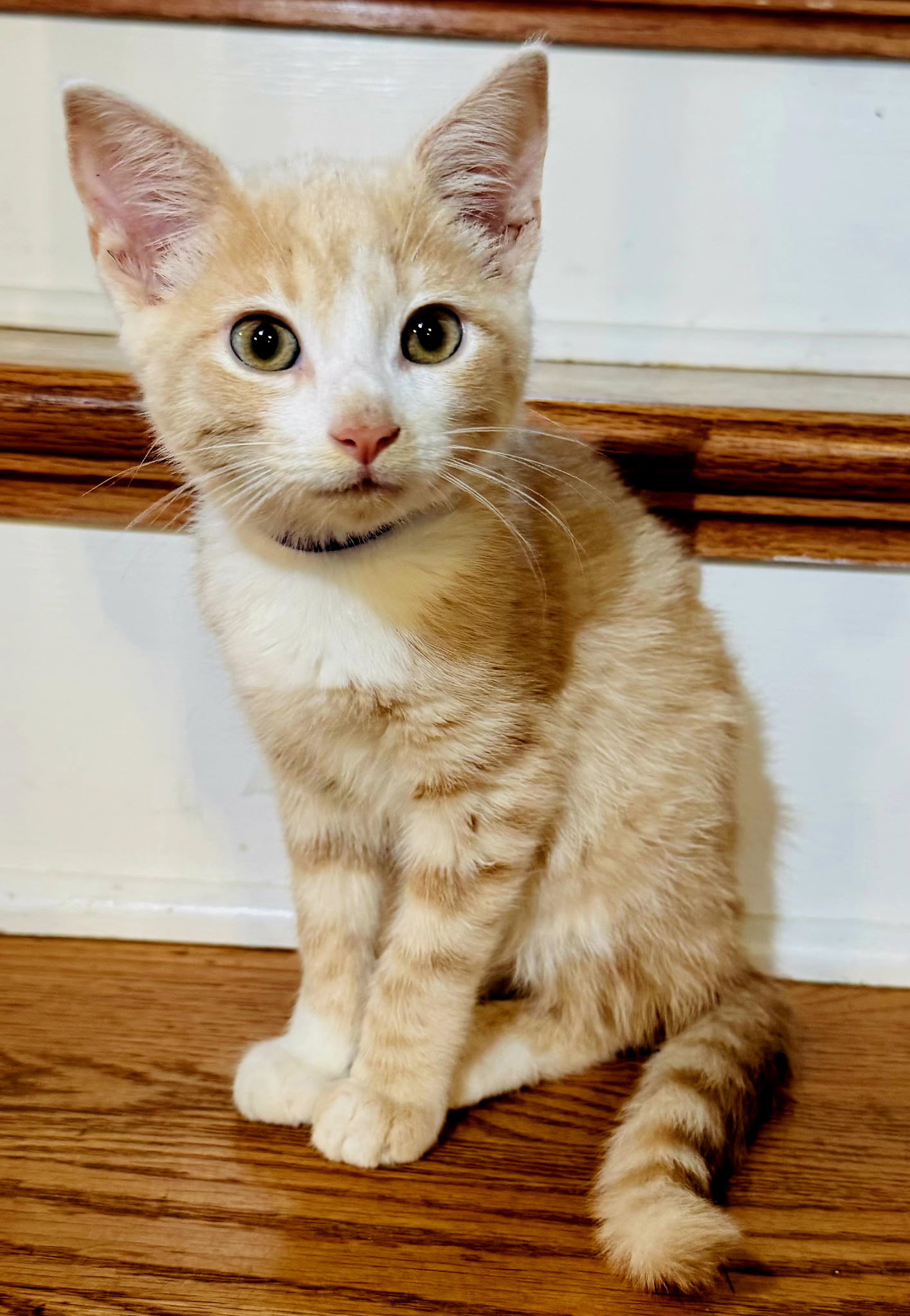 KITTEN PRANCER