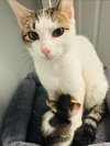 MOMMA PEACH - Photo 3