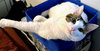 MOMMA PEACH - Photo 2