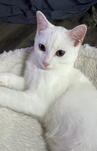 KITTEN WHITE PENELOPE