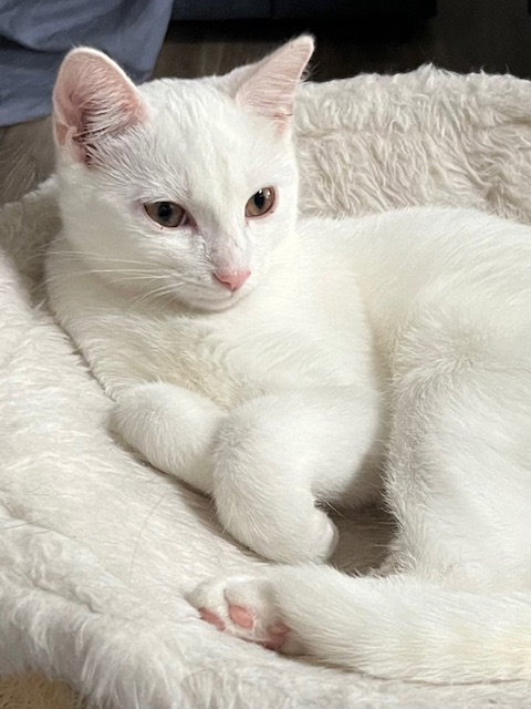 KITTEN WHITE PENELOPE
