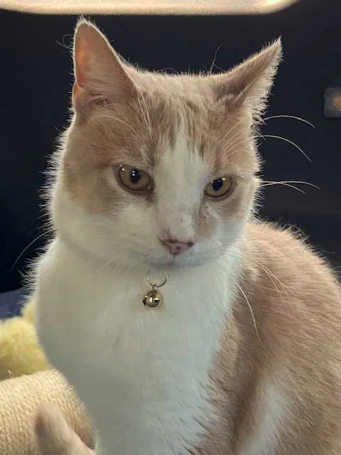 Moochie - Tabby
