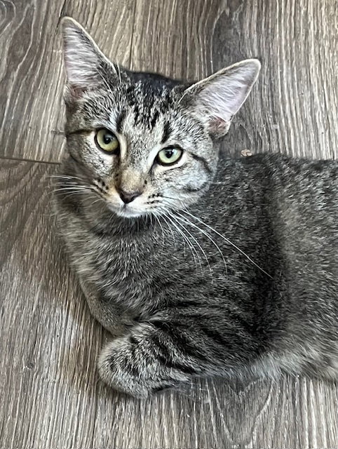KITTEN MISS REY REY - Tabby available for adoption
