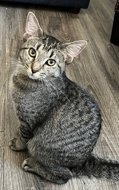 KITTEN MISS REY REY - Tabby available for adoption