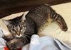 KITTEN MISS REY REY - Photo 3