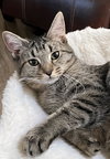 KITTEN MISS REY REY - Photo 4
