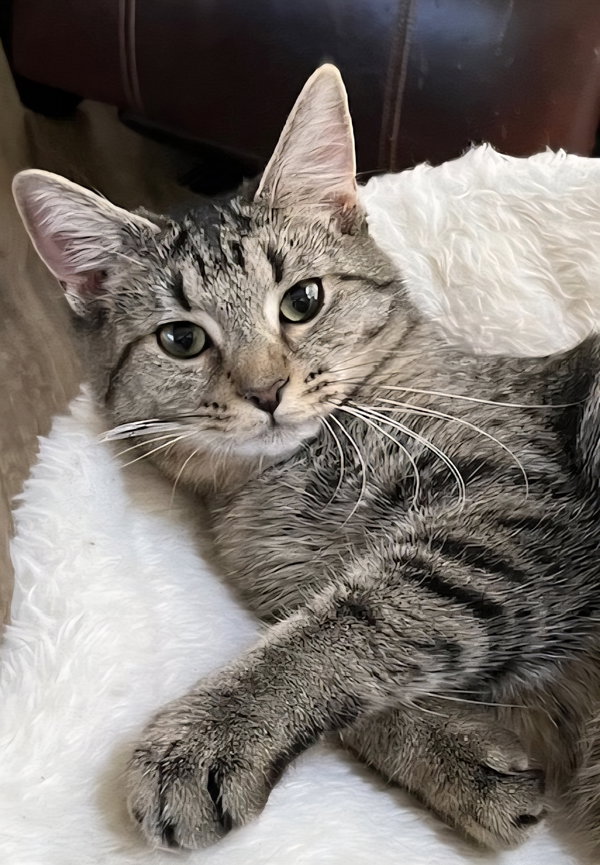 KITTEN MISS REY REY