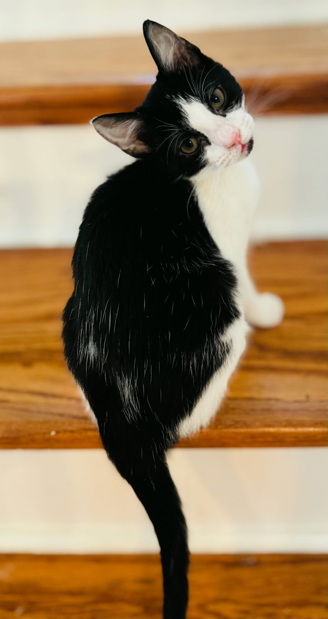 KITTEN KRISTEN Image