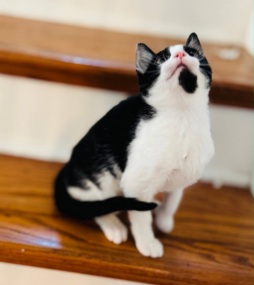 KITTEN KRISTEN - Domestic Short Hair available for adoption