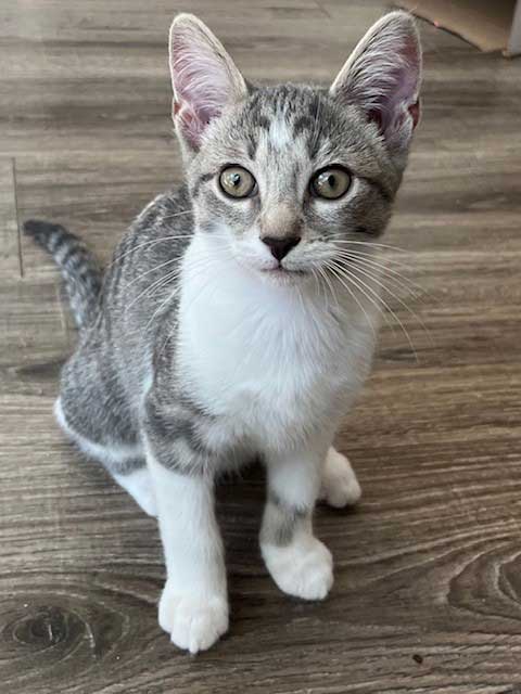 KITTEN SPARKY Image