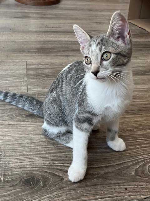KITTEN SPARKY - Tabby available for adoption