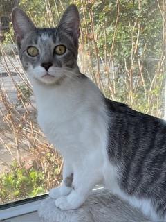 KITTEN SPARKY, an adoptable Tabby in Franklin, TN