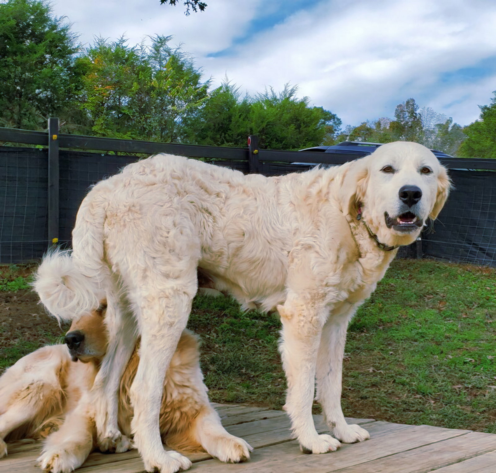 WINNIE  GENTLE GIRL Image