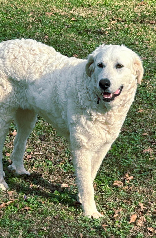 WINNIE  GENTLE GIRL