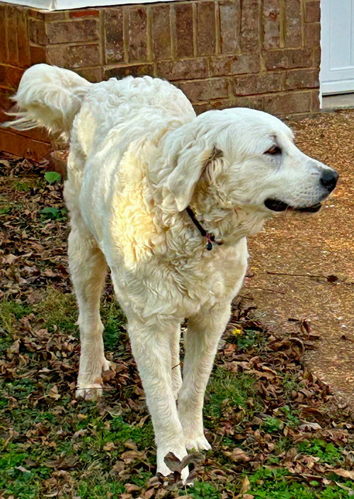 WINNIE  GENTLE GIRL