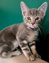 KITTEN LORD WINSTON - Photo 2