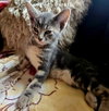KITTEN LORD WINSTON - Photo 3