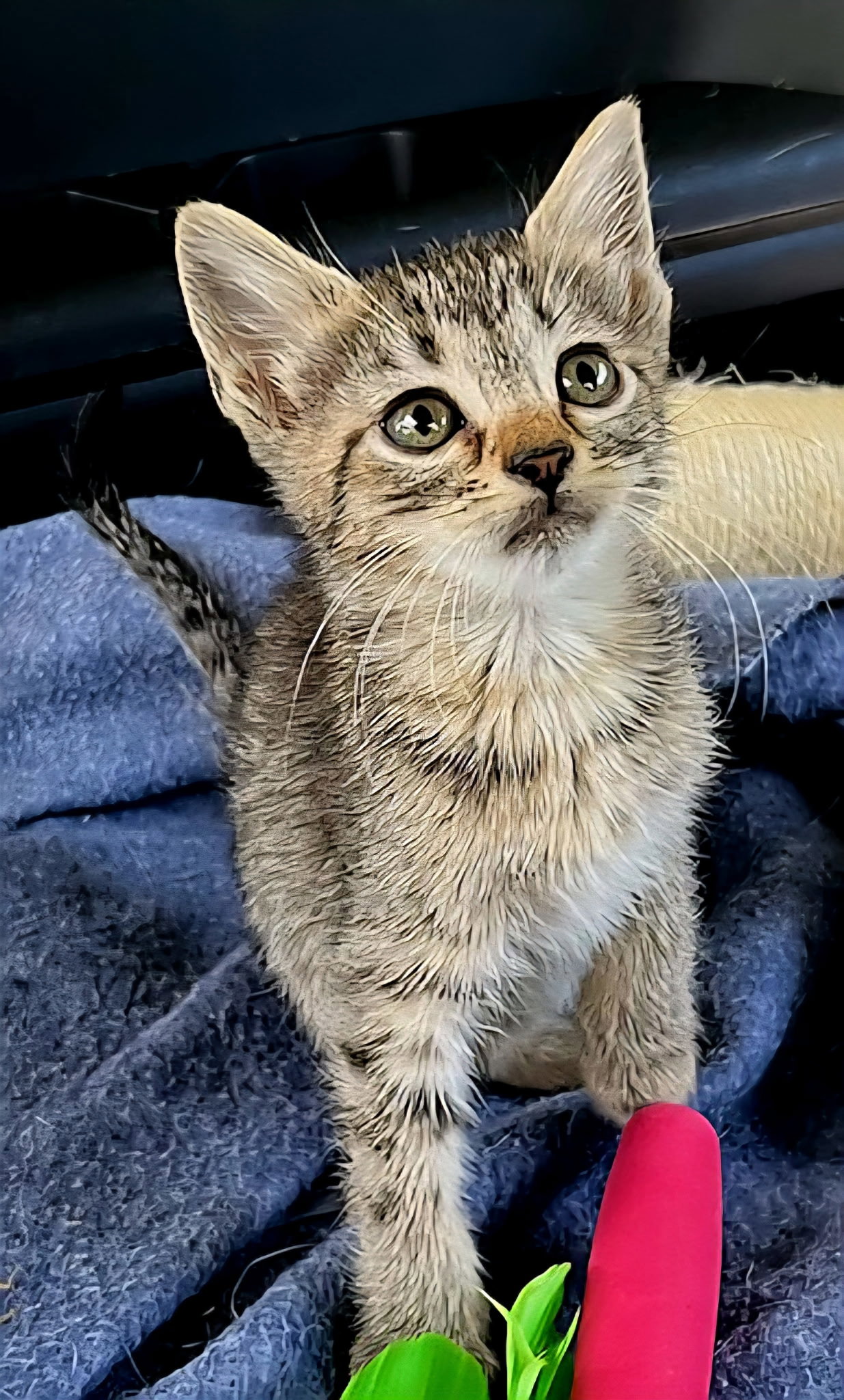 KITTEN MELON Image