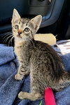 KITTEN MELON - Photo 2