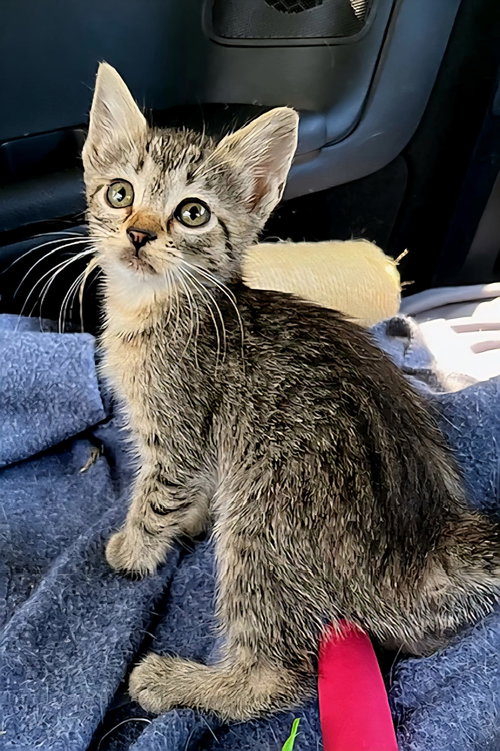 KITTEN MELON - Tabby available for adoption