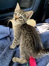 KITTEN MELON - Photo 3