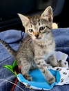 KITTEN MELON - Photo 4
