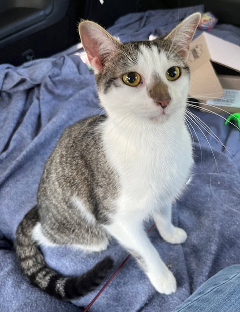 KITTEN CHESTER Image