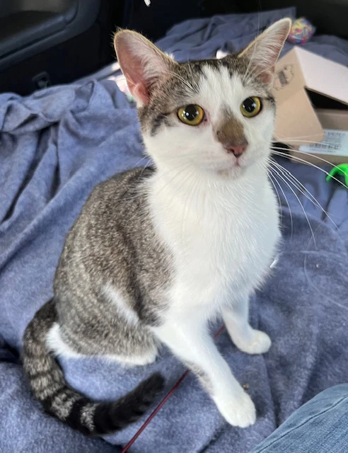 Kitten Chester