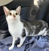 KITTEN CHESTER - Photo 4