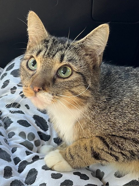 JACKSON - Tabby available for adoption