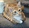 KITTEN TYSON - Photo 2