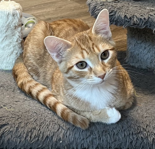 KITTEN TYSON - Tabby available for adoption